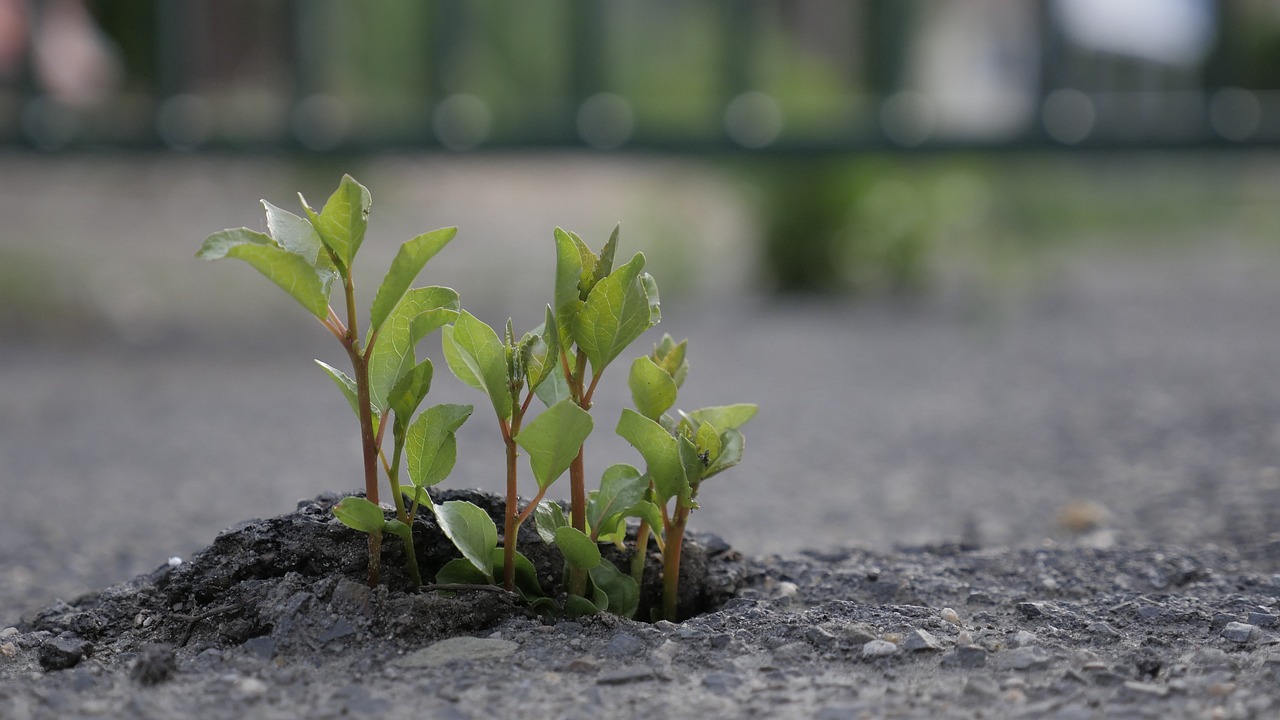 绿意盎然，生命之源——植树节的诗意颂歌与环保行动